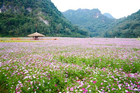 Thung Lũng Bách Hoa - Đất Thần Tiên Khác Biệt Và Ngàn Hoa Thơm Nồng!